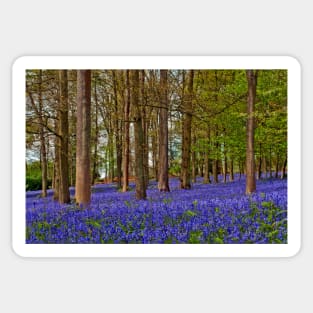 Bluebell Woods Greys Court Oxfordshire UK Sticker